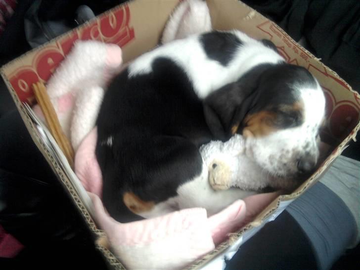 Basset hound Holger - hjemturen - 8 uger gammel billede 8