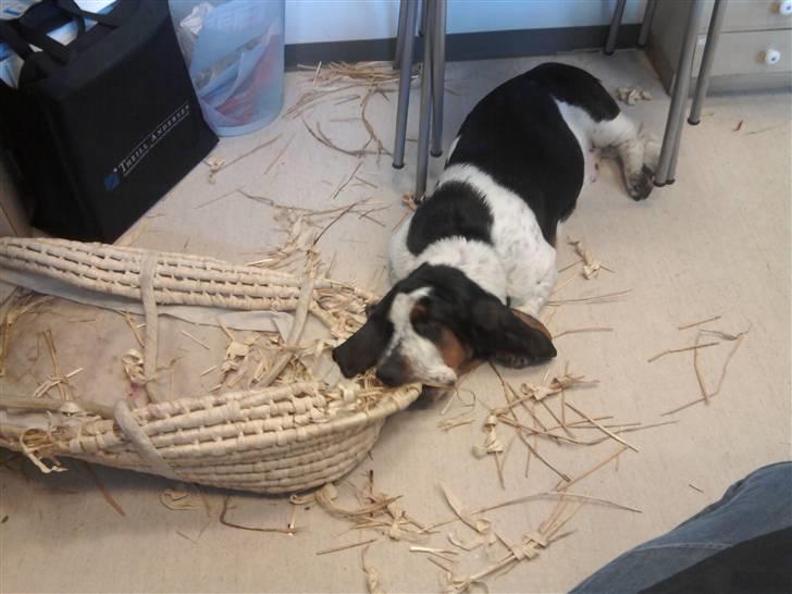 Basset hound Holger - med mor på arbejde igen - 5½ måned billede 10