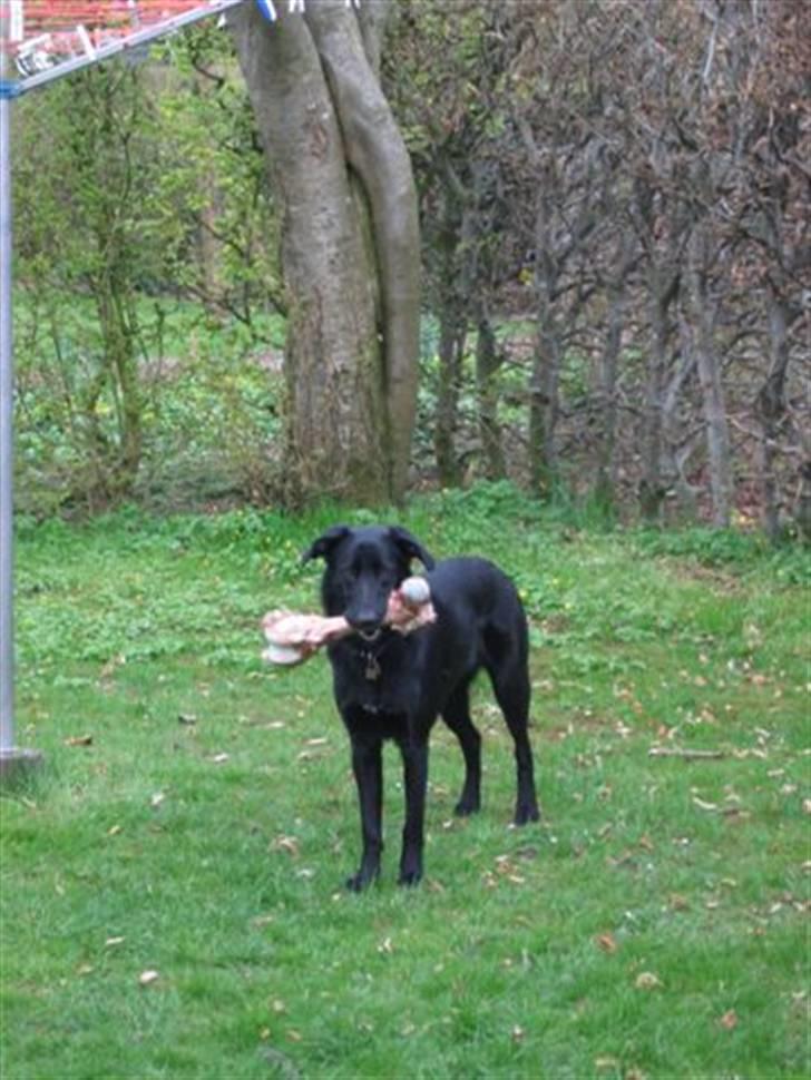 Border collie Team Lyng's Balder - Balders Baby billede 9