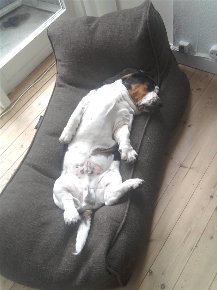 Basset hound Holger - Holger har sin egen stol, og han elsker den - 6 måneder billede 11