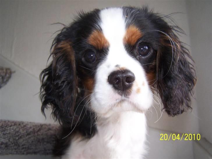 Cavalier king charles spaniel Hubert billede 8