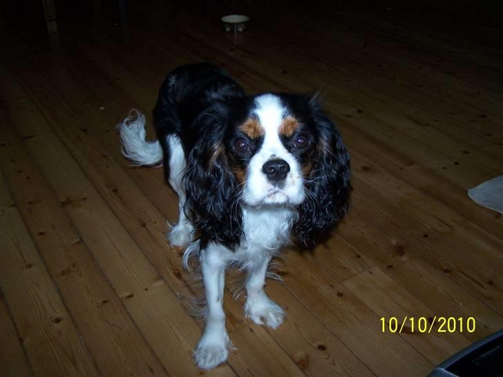Cavalier king charles spaniel Hubert billede 12