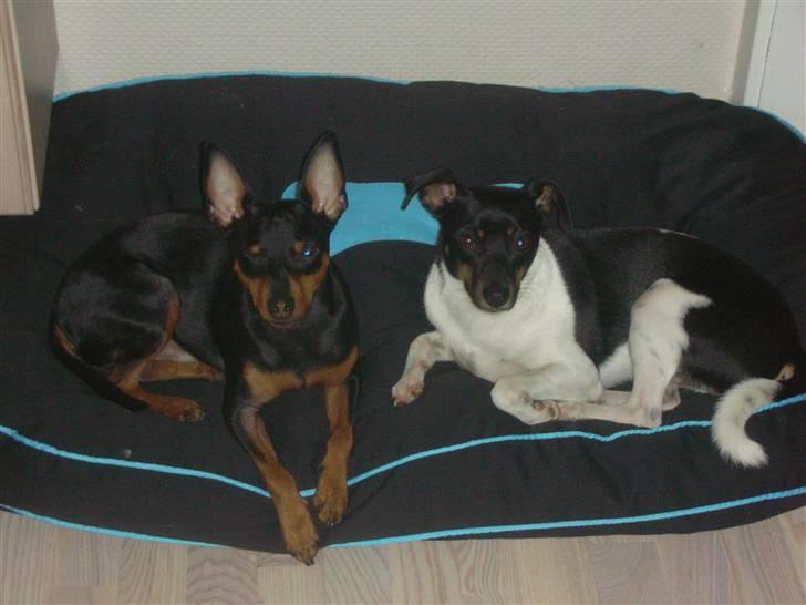 Dansk svensk gaardhund Tego billede 7