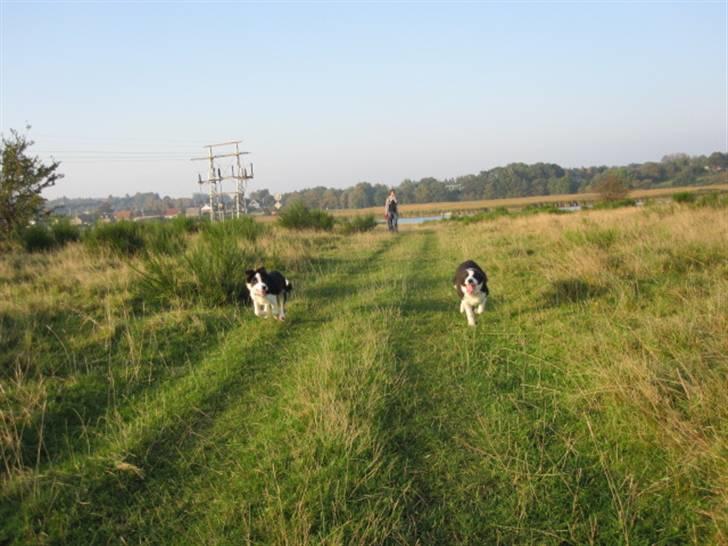 Border collie Messi - på heden med søster billede 13