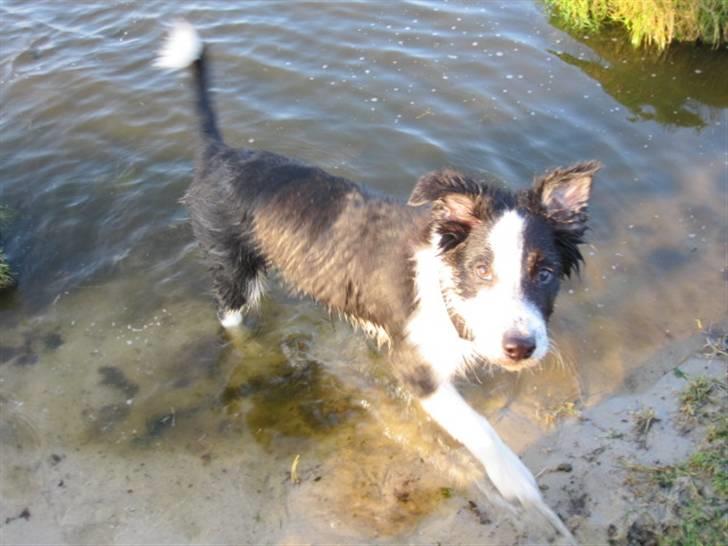 Border collie Messi billede 14