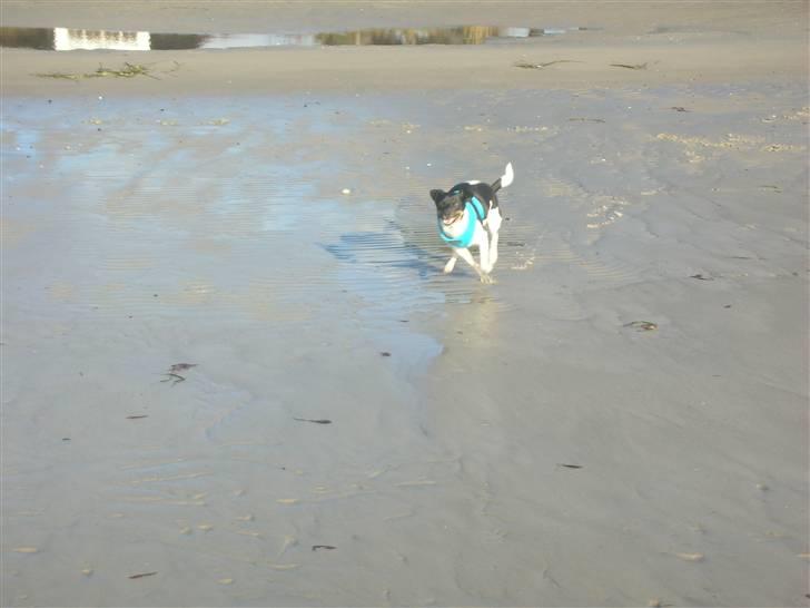 Dansk svensk gaardhund Tego billede 8