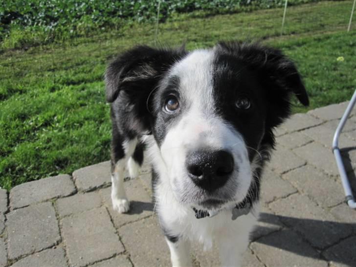 Border collie Messi billede 15