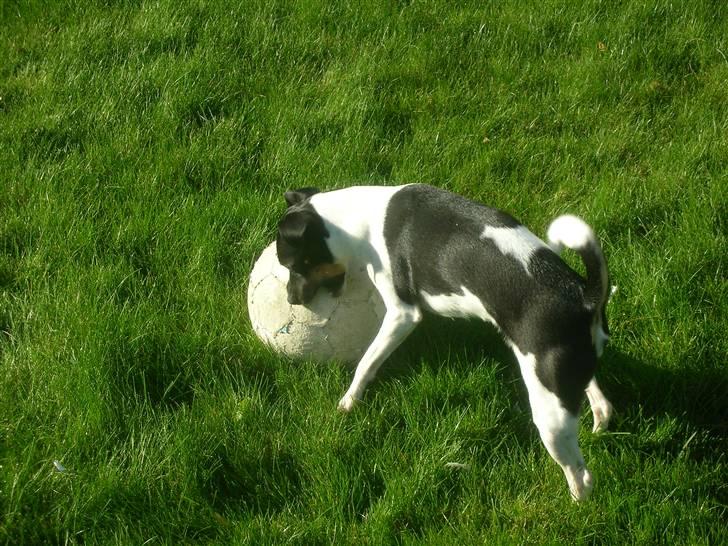 Dansk svensk gaardhund Tego billede 15
