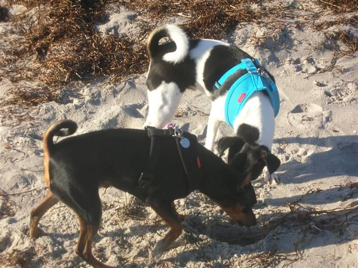 Dansk svensk gaardhund Tego billede 5