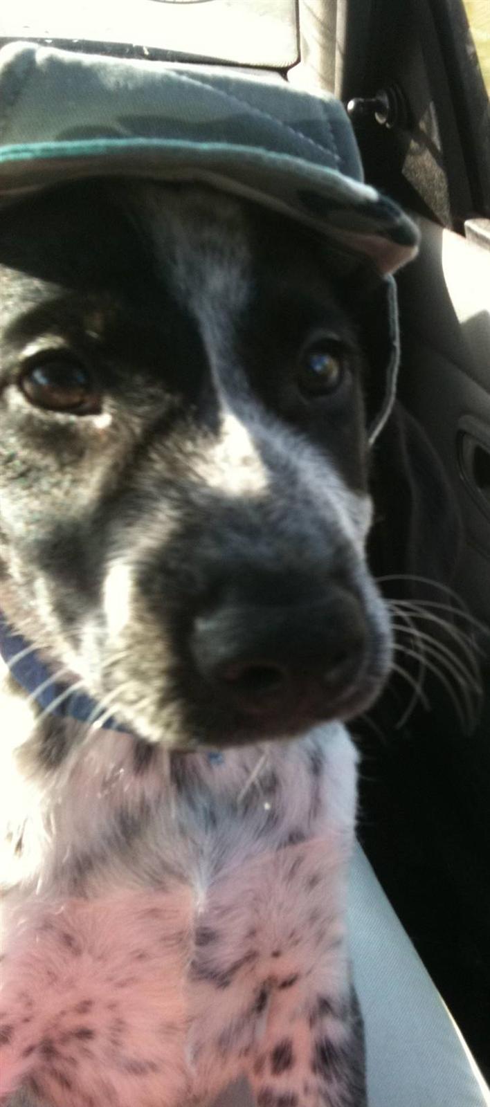 Blanding af racer Tiesto billede 1