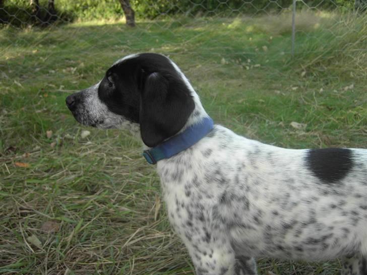 Blanding af racer Tiesto billede 2