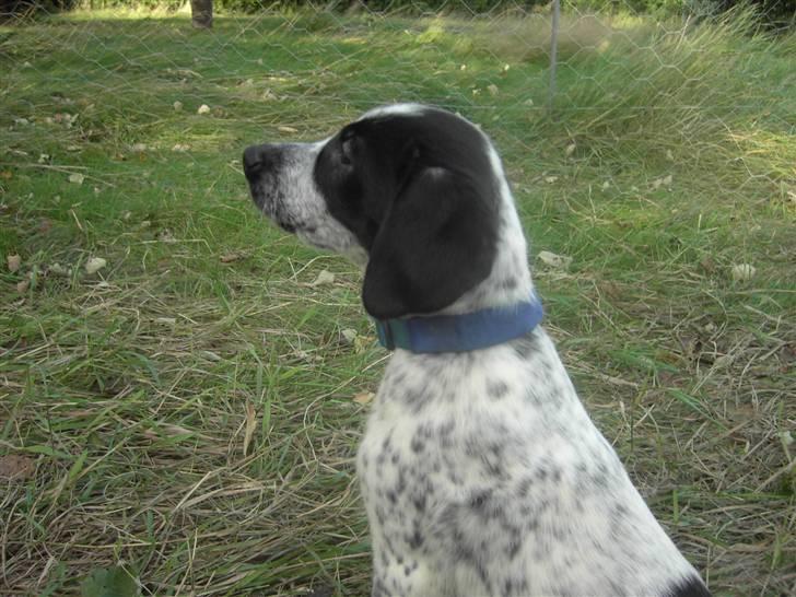 Blanding af racer Tiesto billede 3