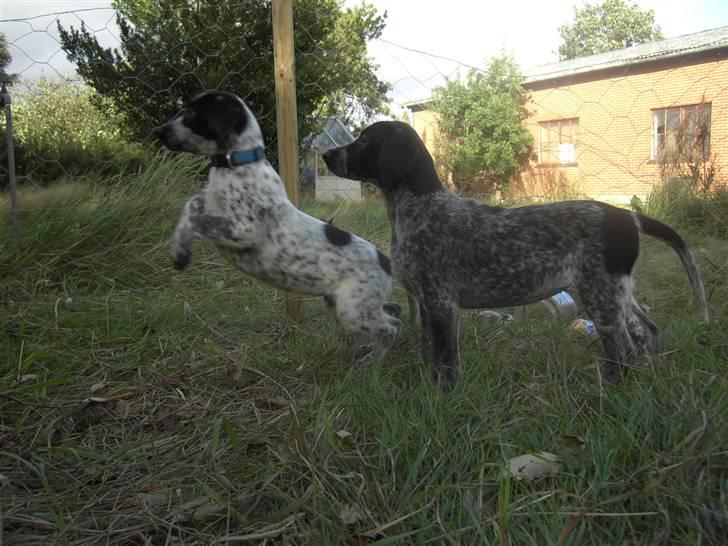 Blanding af racer Tiesto billede 4