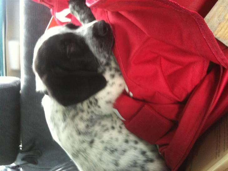 Blanding af racer Tiesto billede 5