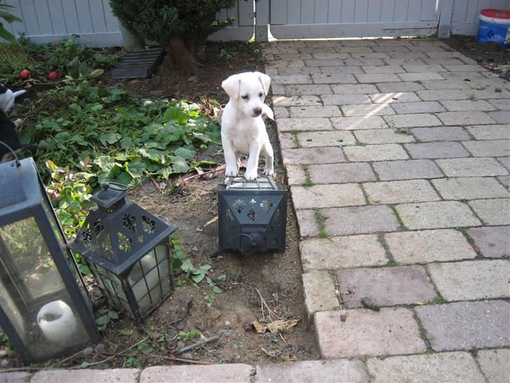 Blanding af racer Lærke - Holder lige udkig ;) billede 1