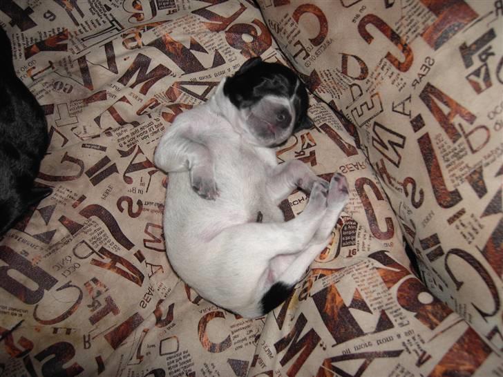 Blanding af racer Tiesto billede 6