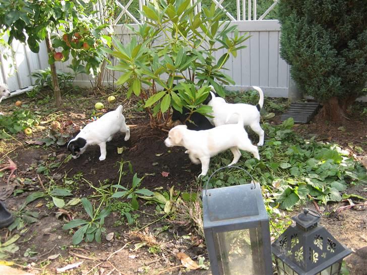 Blanding af racer Lærke - her er jeg sammen med mine søskende billede 2