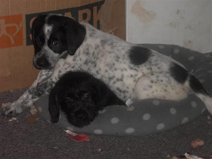 Blanding af racer Tiesto billede 7