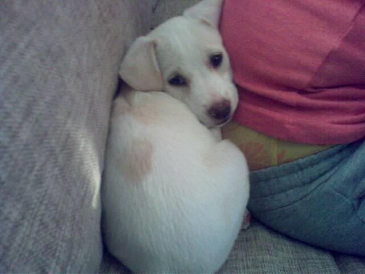 Blanding af racer Lærke - jeg elsker at ligge op af min mor! billede 3