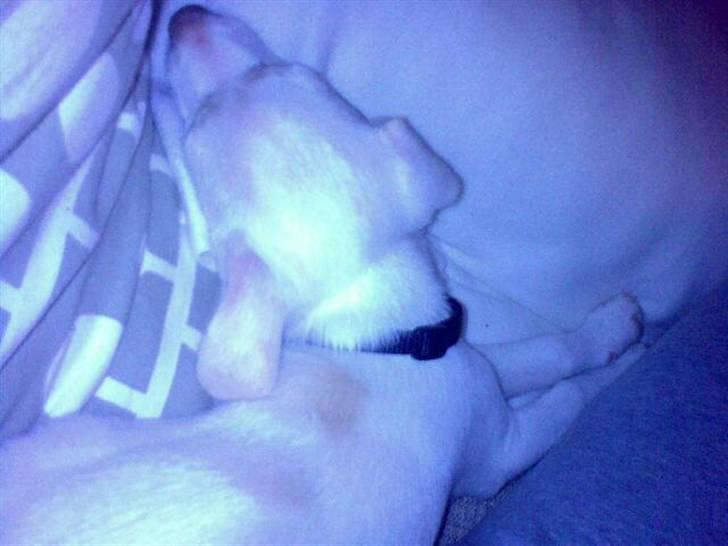 Blanding af racer Lærke billede 4