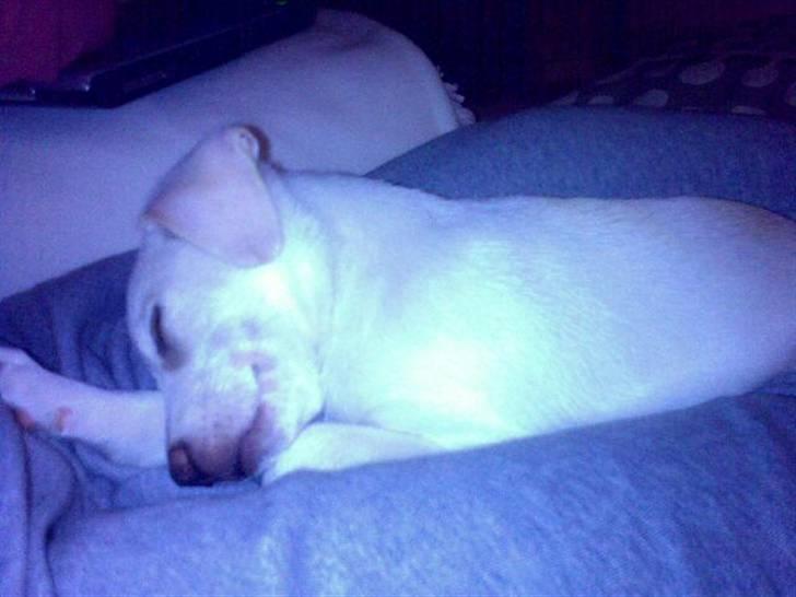 Blanding af racer Lærke billede 5