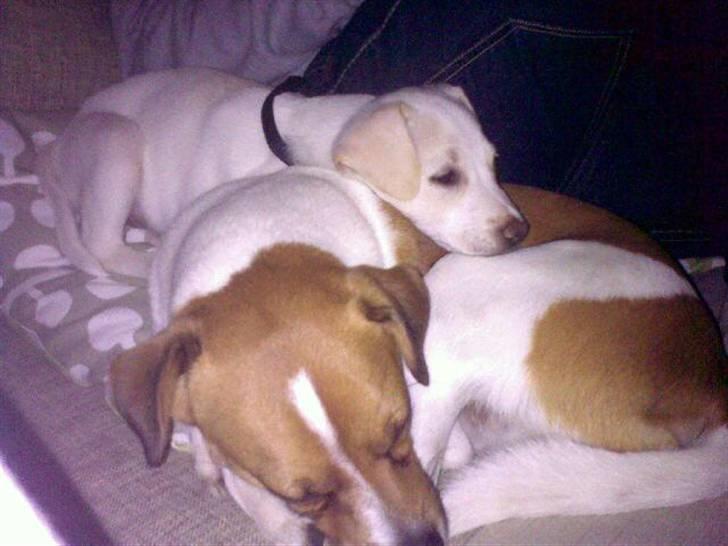 Blanding af racer Lærke - Bernhard og jeg er gode venner! billede 6