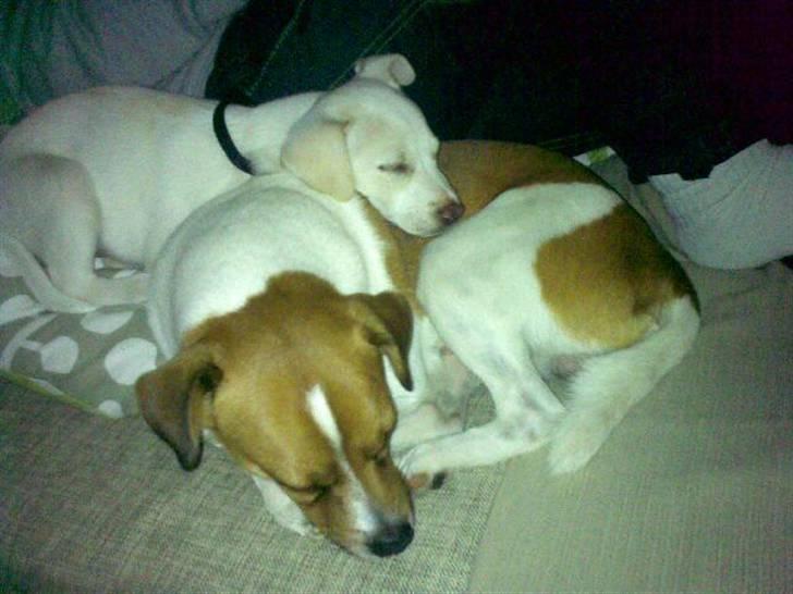 Blanding af racer Lærke billede 7