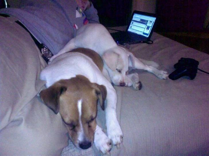 Blanding af racer Lærke billede 8