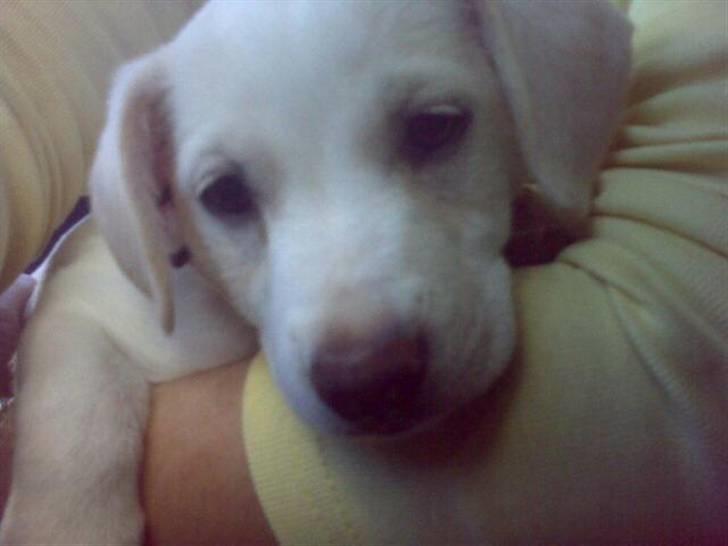 Blanding af racer Lærke billede 9