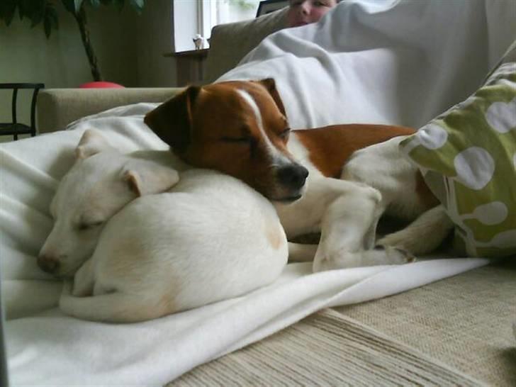 Blanding af racer Lærke - jeg er en god pude!  billede 10