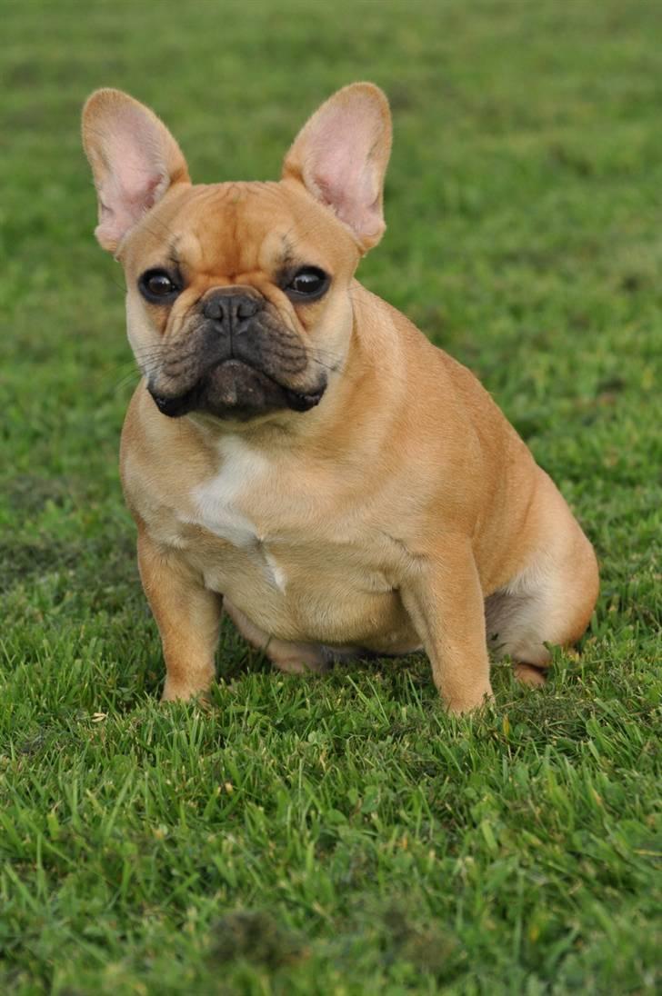 Fransk bulldog Freja - Så er der nyt billede af Freja (Hun er blevet lidt tyk) :) billede 6