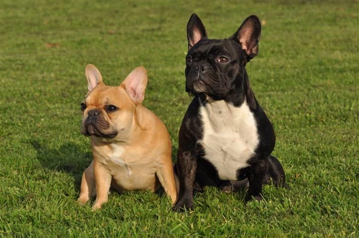 Fransk bulldog Freja billede 7