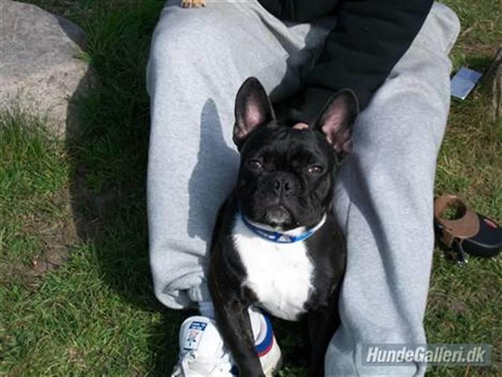Fransk bulldog Kessler billede 8