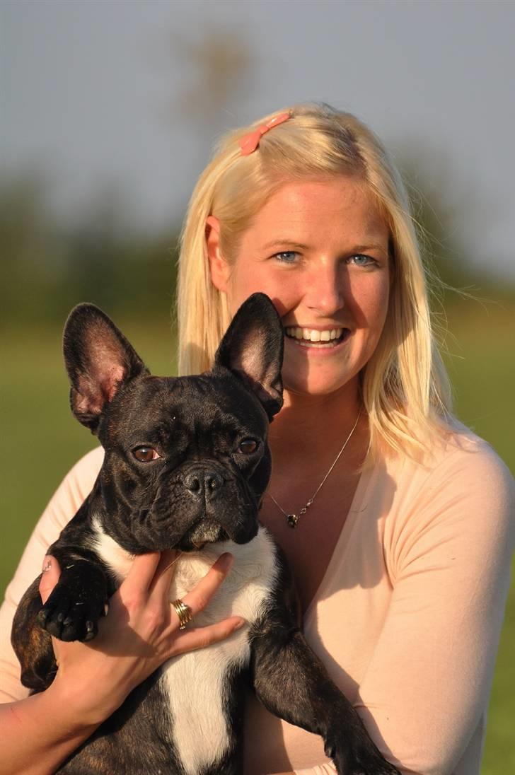 Fransk bulldog Kessler billede 9