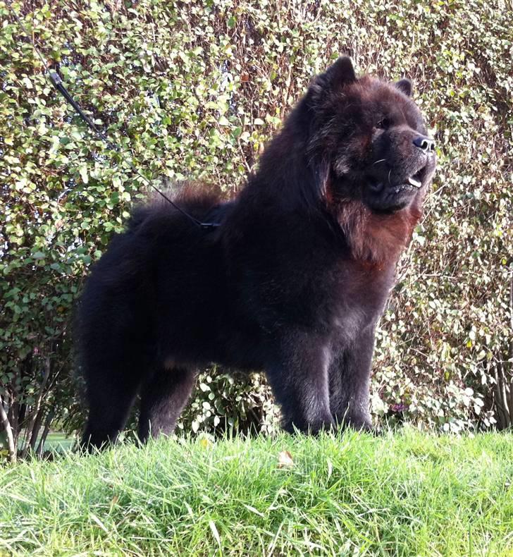 Chow chow Anton - 17 mdr. og næsten en rigtig han-hund! billede 19