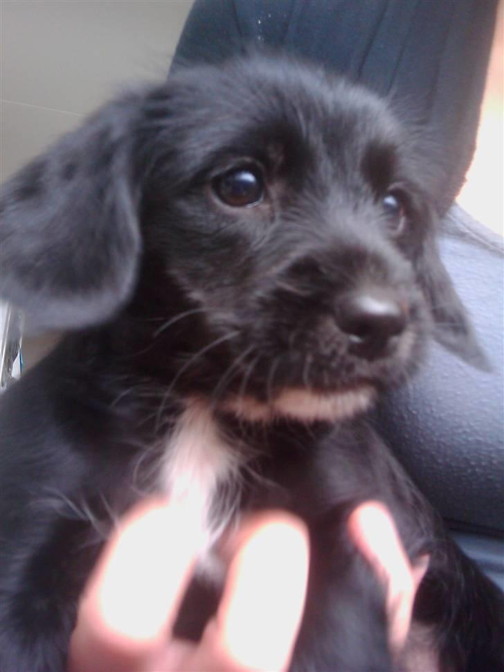 Blanding af racer tuttie billede 1