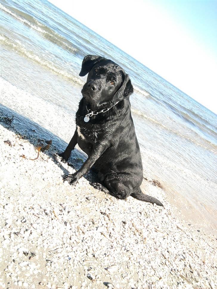 Labrador retriever mOlly  - molly på stranden!  billede 15
