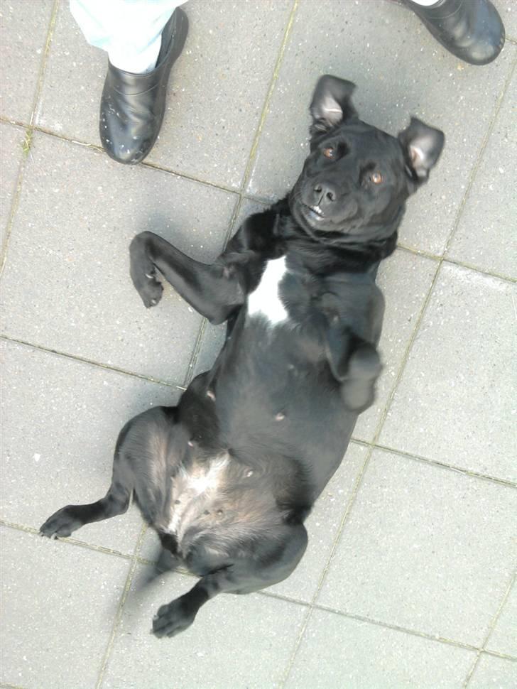 Labrador retriever mOlly  - fjollet hunde :D!  billede 16