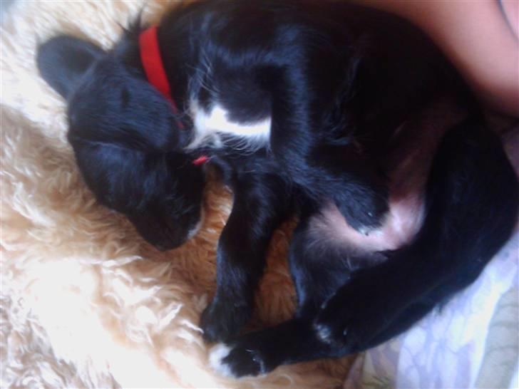 Blanding af racer tuttie billede 2