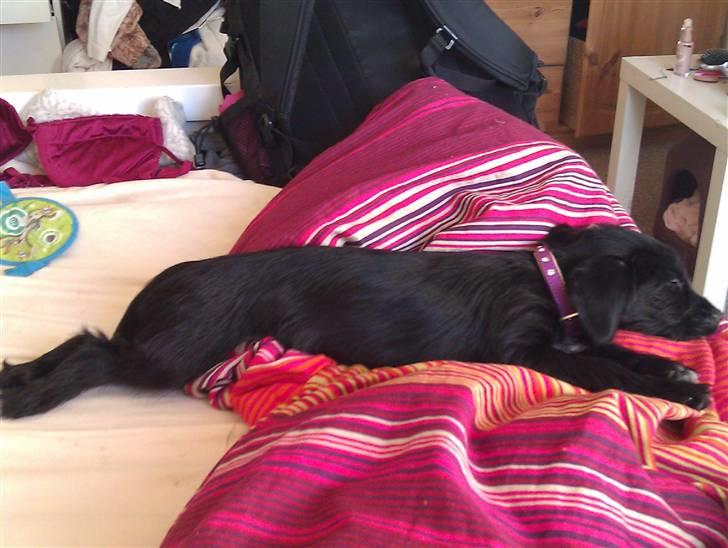 Blanding af racer tuttie billede 3