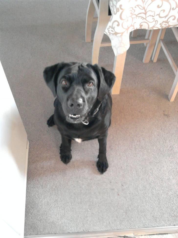 Labrador retriever mOlly  - (:  billede 17