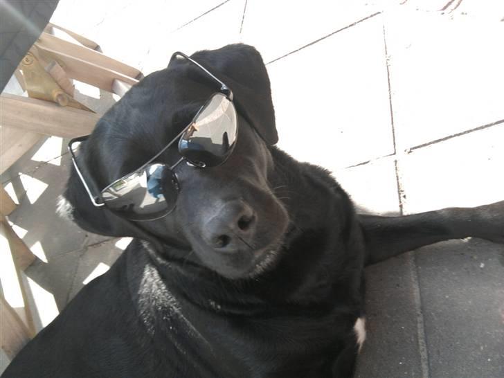 Labrador retriever mOlly  - seje molly 8D!  billede 18