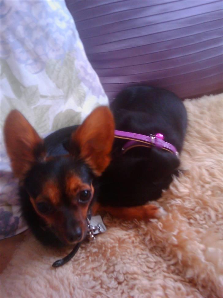 Blanding af racer tuttie billede 4