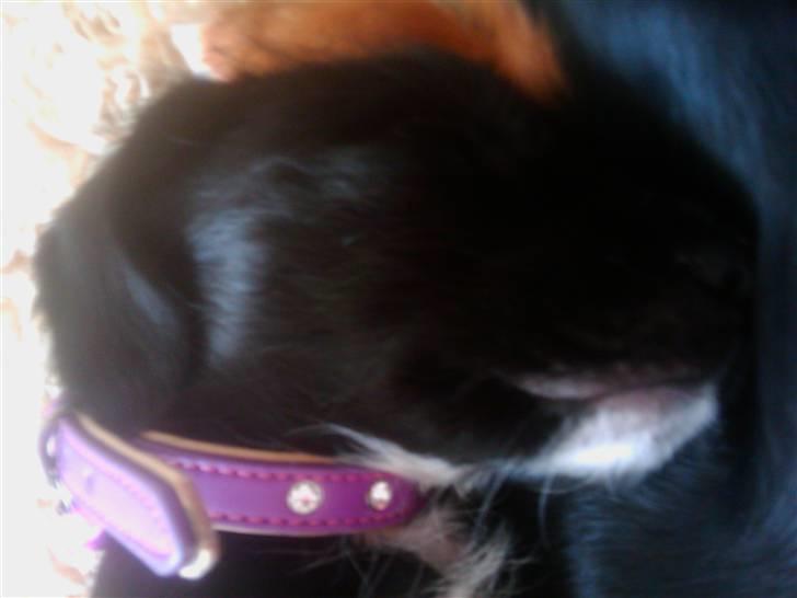 Blanding af racer tuttie billede 5