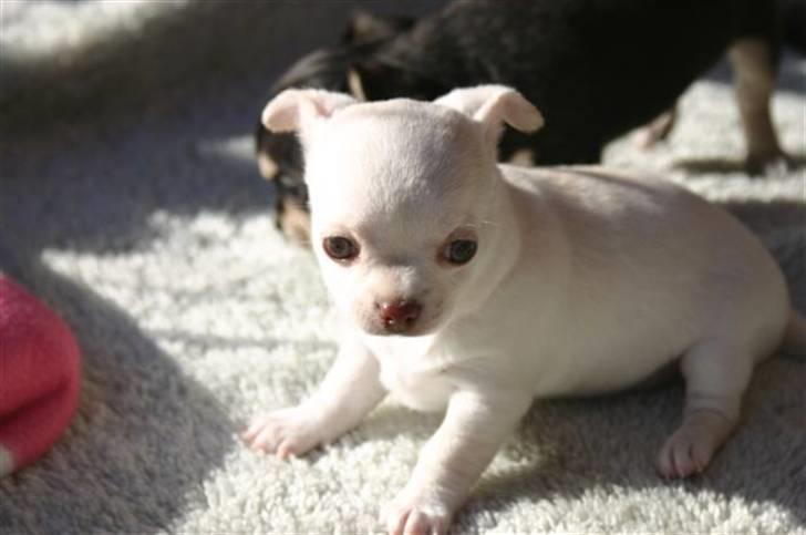 Chihuahua Telma. billede 9