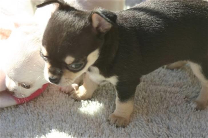 Chihuahua Telma. billede 10