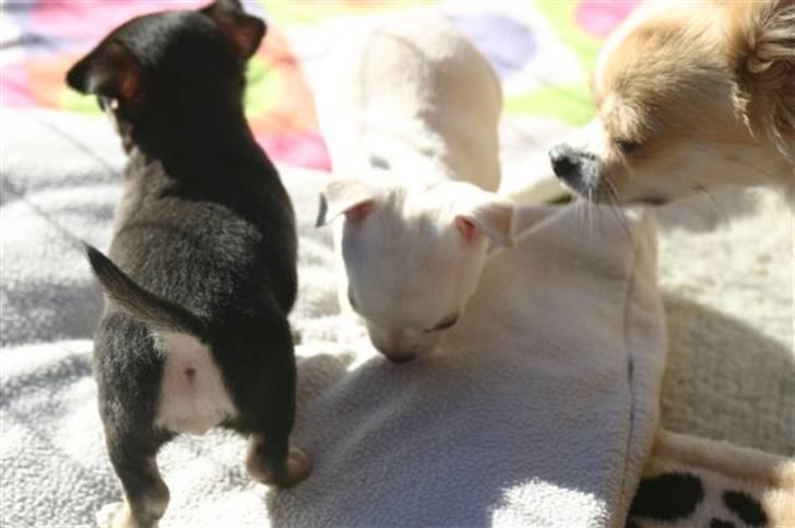 Chihuahua Telma. billede 11