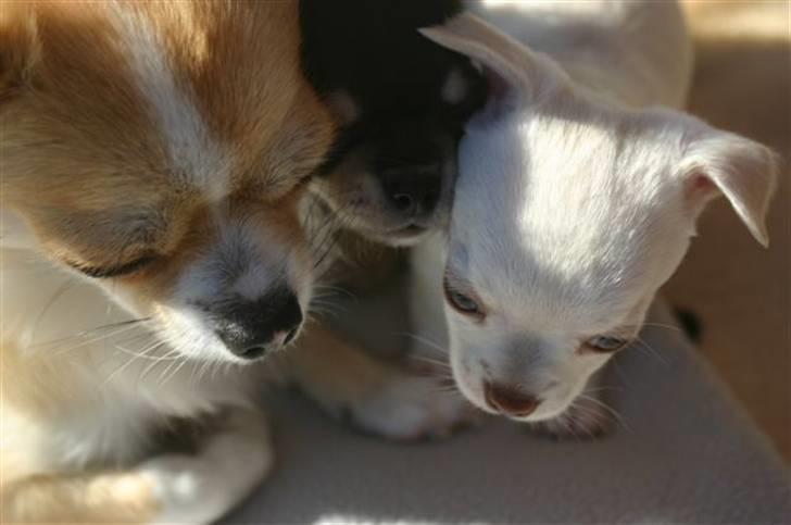 Chihuahua Telma. billede 12