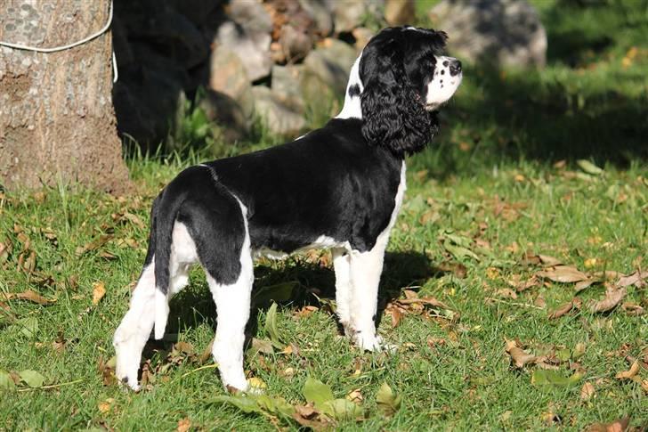 Amerikansk cocker spaniel Galaksi Tonight billede 8