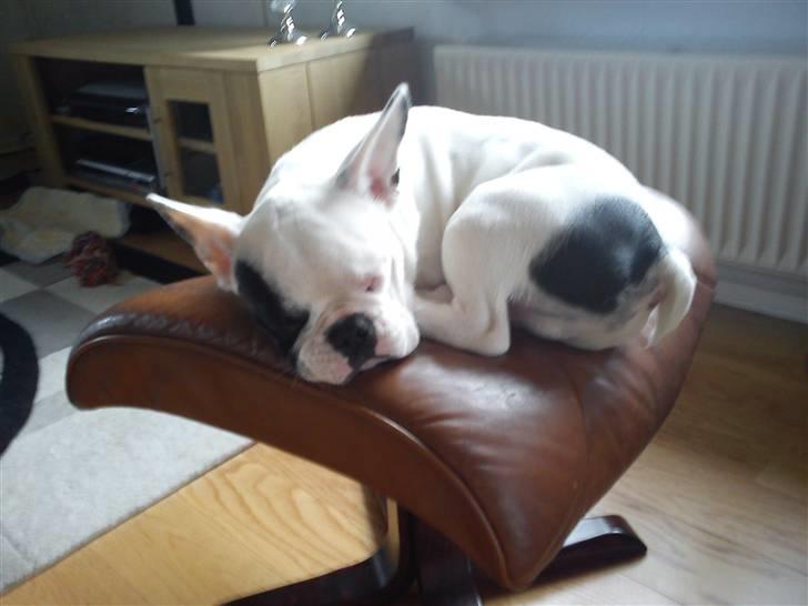 Fransk bulldog Balder billede 9